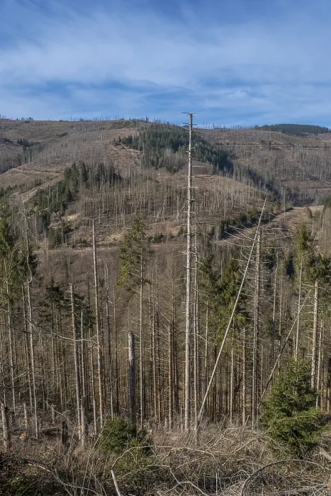 Framed Print : Partially dead trees, spruces, on the Huthberg in the Harz Mountains