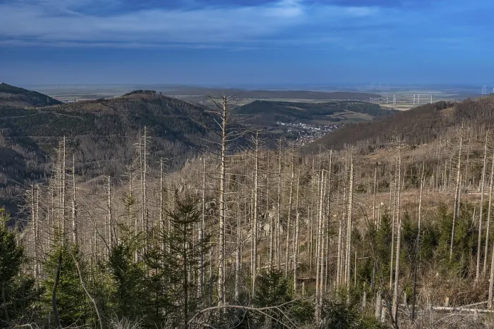 Framed Print : Partially dead trees, spruces, on the Huthberg in the Harz Mountains