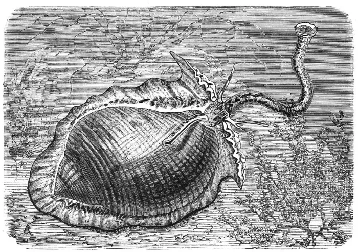 Framed Print : Partridge barrel snail or partridge barrel snail