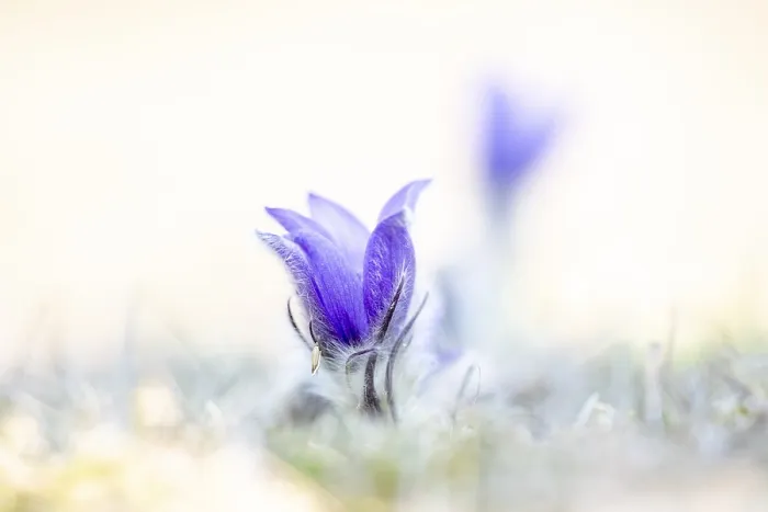 Framed Print : Pasque flower or Pasquebells (Pulsatilla vulgaris) in a meadow