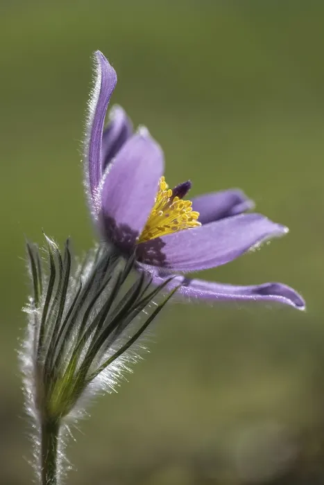 Framed Print : Pasque flower (Pulsatilla vulgaris) Framed Print : Pasque flower (Pulsatilla vulgaris)