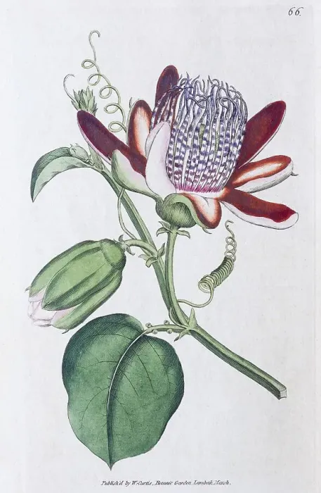 Framed Print : Passion-flower (Passiflora), copper engraving by William Curtis