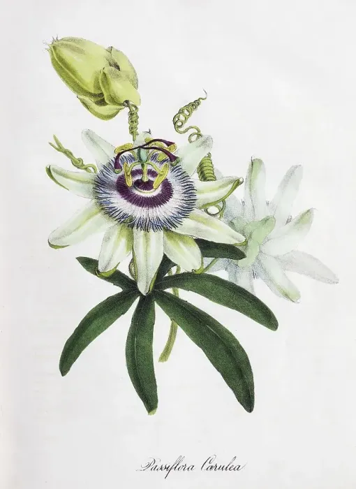 Framed Print : Passion-flower (Passiflora), from Plantae Utiliores or Illustrations of useful plants