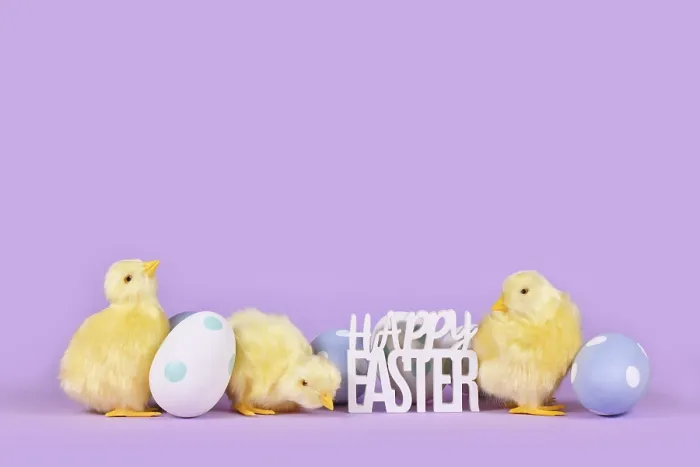 Framed Print : Pastel colored easter eggs, chicken and text Happy Easter on violet background with copy space