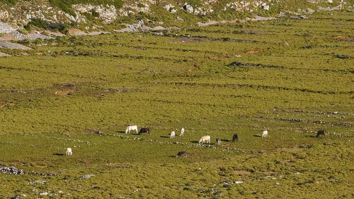 Framed Print : A pasture landscape with cows in a mountainous setting under a clear sky