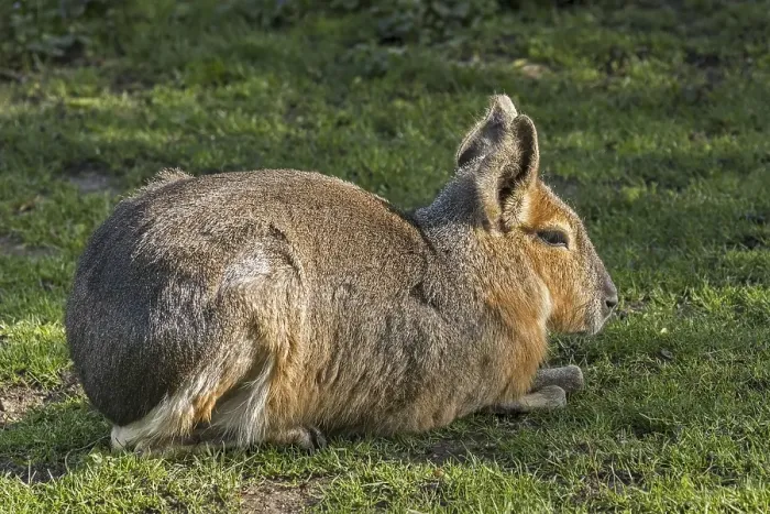 Framed Print : Patagonian mara (Dolichotis patagonum)