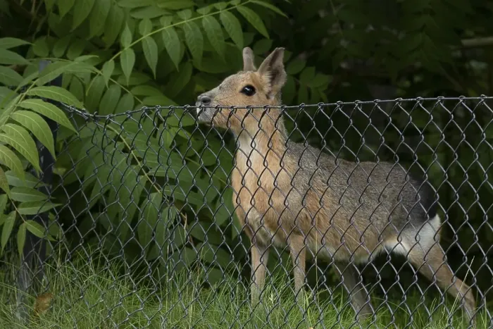 Framed Print : Patagonian mara (Dolichotis patagonum)