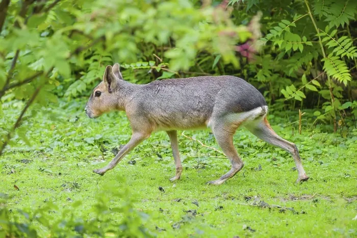 Framed Print : A Patagonian mara (Dolichotis patagonum) runs through dense vegetation across a meadow