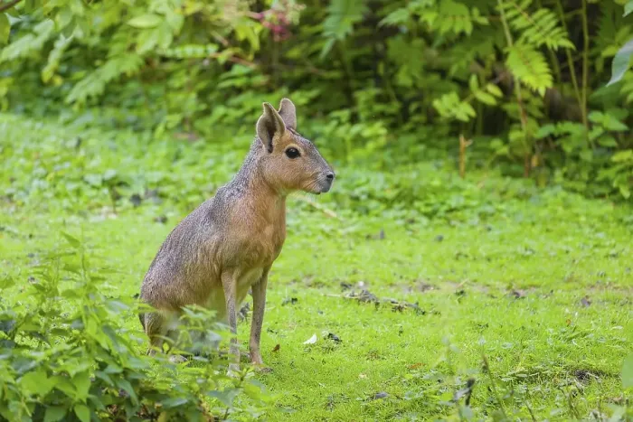 Framed Print : A Patagonian mara (Dolichotis patagonum) sits on a meadow Framed Print : A Patagonian mara (Dolichotis patagonum) sits on a meadow