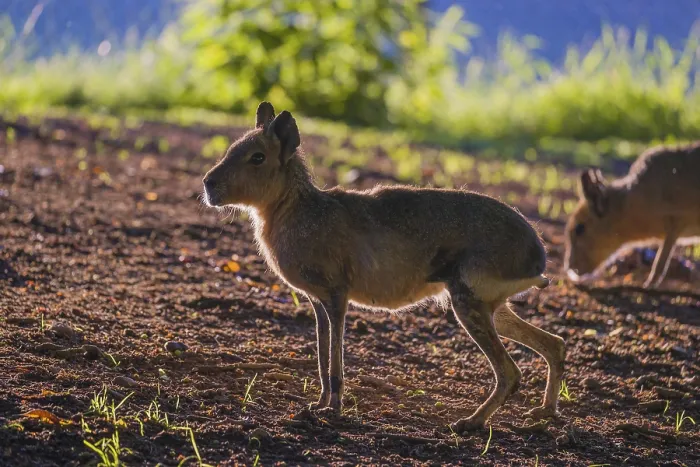 Framed Print : One Patagonian mara (Dolichotis patagonum) stands on a meadow in strong backlight and shows a bright light fringe