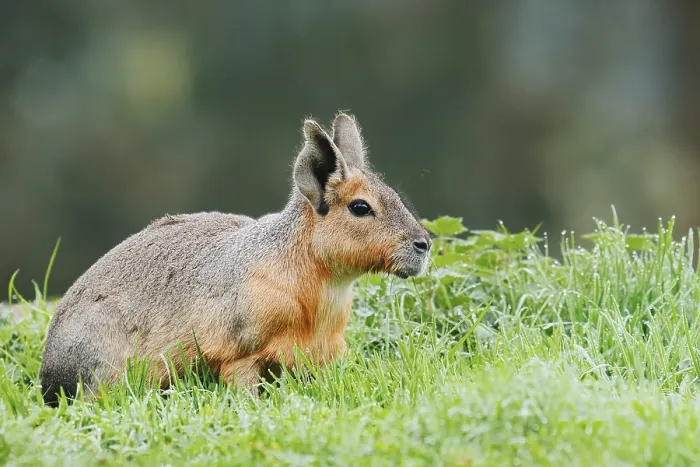 Framed Print : Patagonian Mara or Great Mara (Dolichotis patagonum) Framed Print : Patagonian Mara or Great Mara (Dolichotis patagonum)