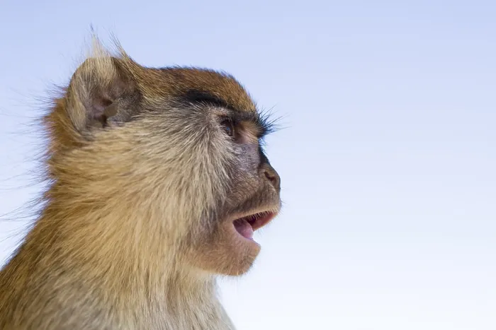 Framed Print : Patas Monkey (Erythrocebus patas)