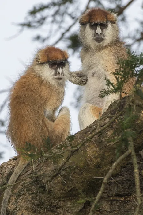 Framed Print : Patas Monkeys (Erythrocebus patas) Framed Print : Patas Monkeys (Erythrocebus patas)