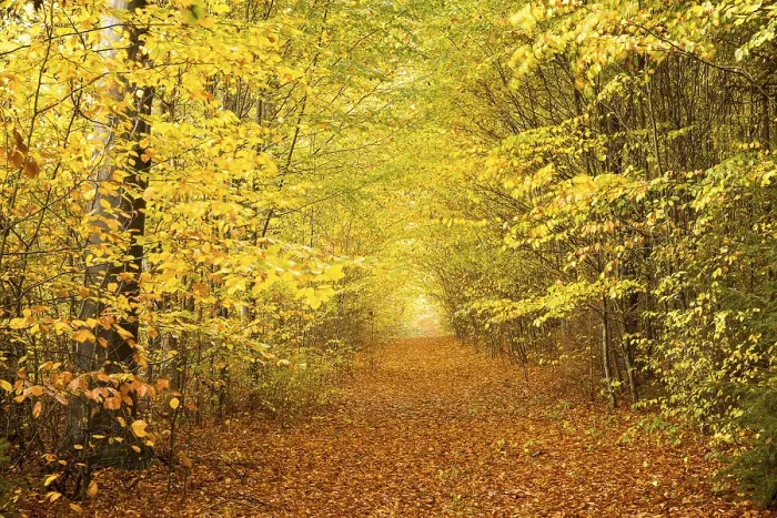 Framed Print : Path through autumnal beech forest (Fagus)