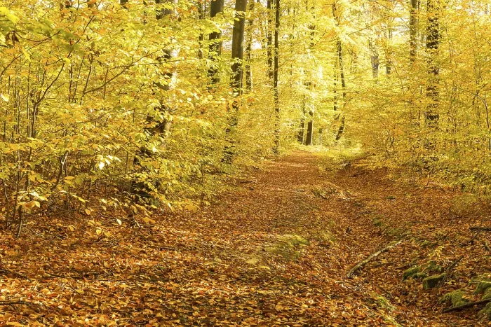 Framed Print : Path through autumnal beech forest (Fagus)