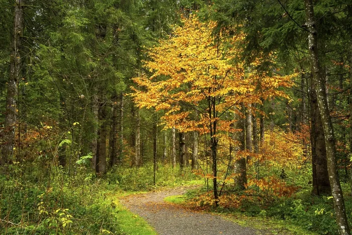 Framed Print : A path in an autumnal forest. A small tree with yellow leaves at the side of the path