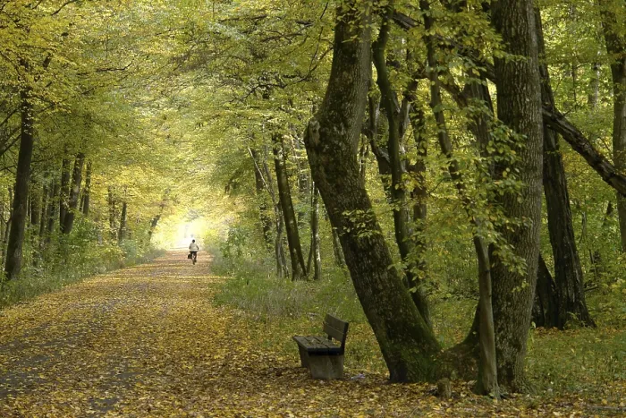 Framed Print : Path in an autumnal wood