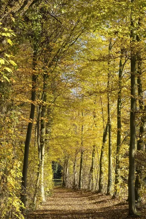 Framed Print : Path in the autumnally discoloured beech forest