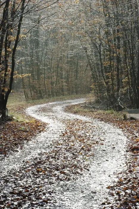 Framed Print : Path through an autunmale forest on a rainy day