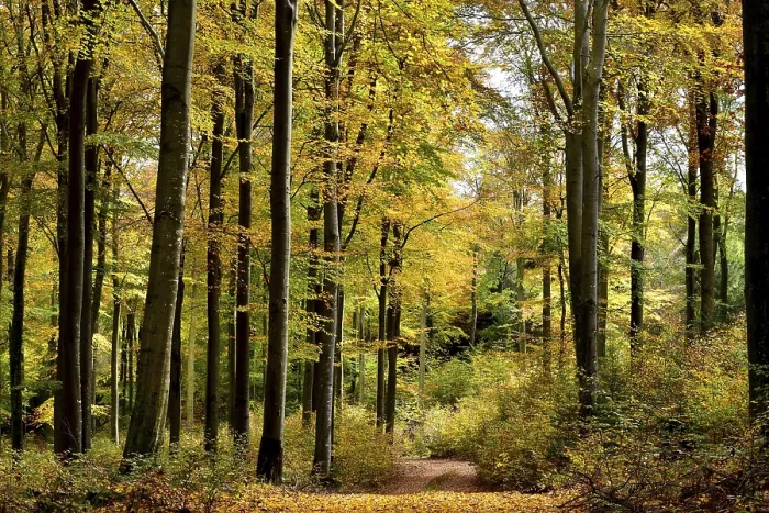 Framed Print : Path through a beech forest with autumn leaves Framed Print : Path through a beech forest with autumn leaves