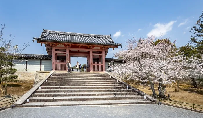 Framed Print : Path with blossoming cherry tree