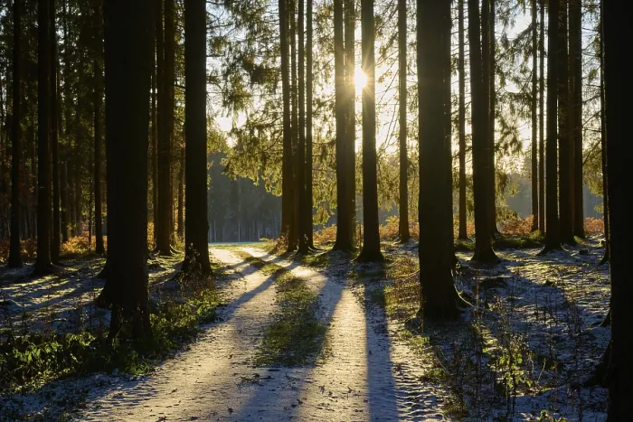 Framed Print : Path in the coniferous forest at sunrise in winter