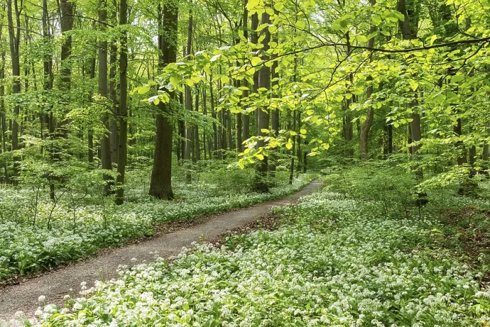 Framed Print : Path through deciduous forest with blooming wild garlic (Allium ursinum) Framed Print : Path through deciduous forest with blooming wild garlic (Allium ursinum)