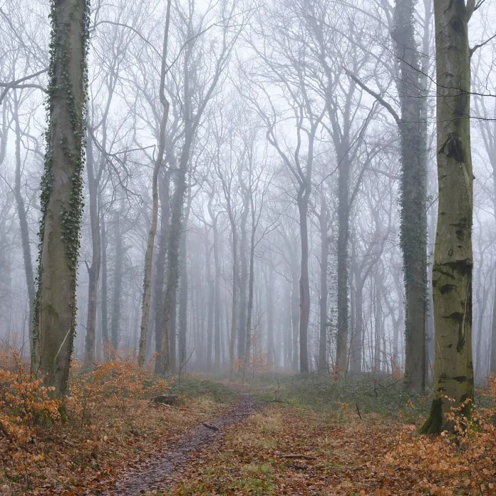 Framed Print : Path through the deciduous forest in the fog