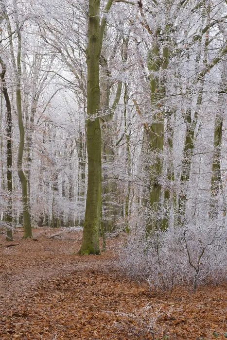 Framed Print : Path through deciduous forest with hoarfrost