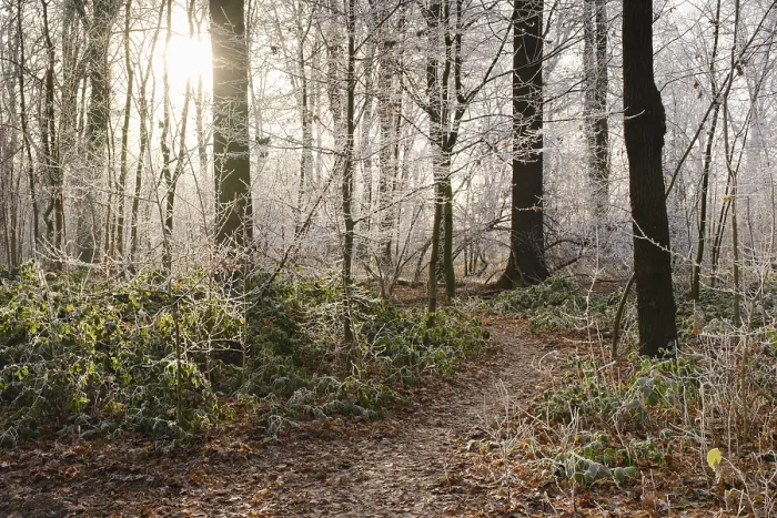 Framed Print : Path through deciduous forest with hoarfrost Framed Print : Path through deciduous forest with hoarfrost