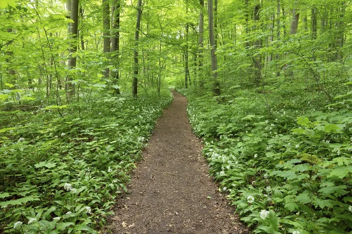 Framed Print : Path through deciduous forest in spring