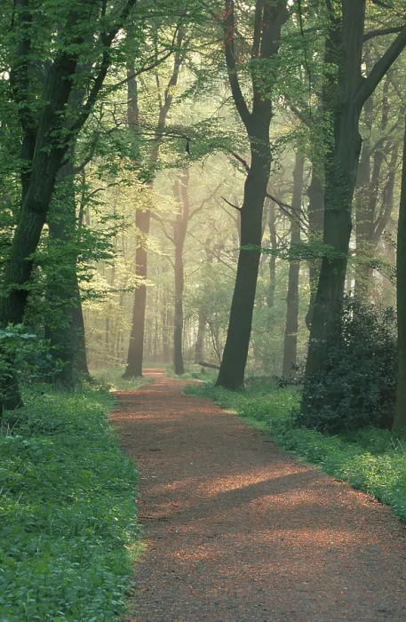 Framed Print : Path through deciduous forest on a spring morning Framed Print : Path through deciduous forest on a spring morning