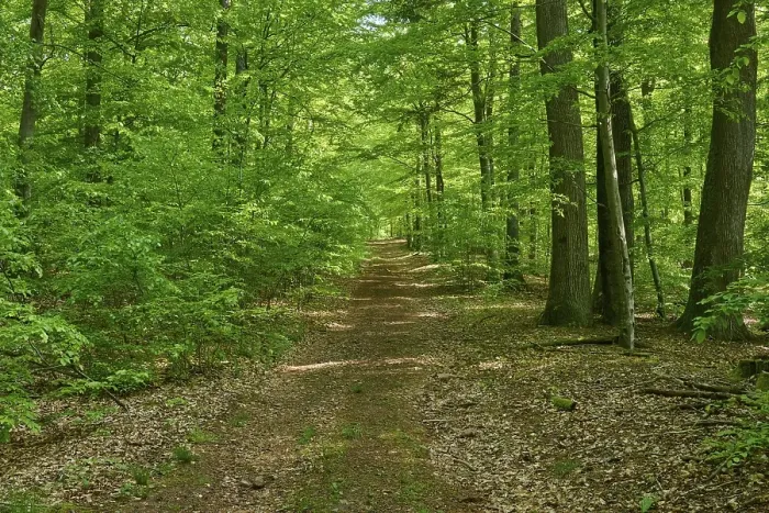Framed Print : Path, forest, beech, spring, Altenbuch