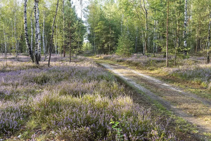 Framed Print : Path through the forest with broom heather (Calluna vulgaris) Framed Print : Path through the forest with broom heather (Calluna vulgaris)