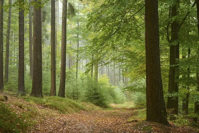 Framed Print : Path, Forest, Conifer, Deciduous tree Framed Print : Path, Forest, Conifer, Deciduous tree