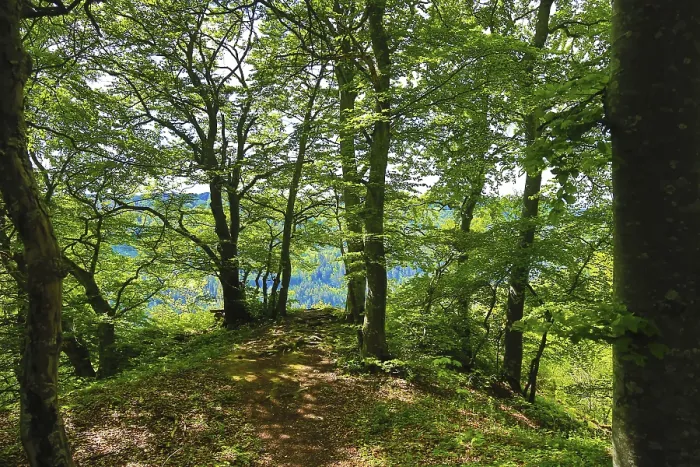 Framed Print : Path in the forest leading to a wide panoramic view