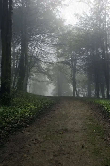 Framed Print : Path through forest, mist