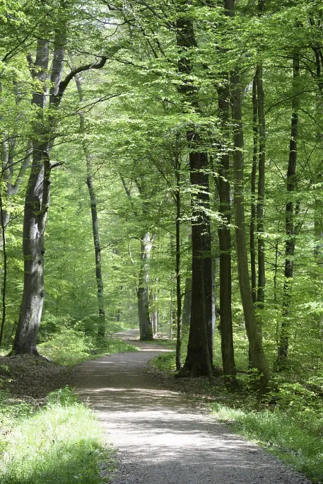 Framed Print : Path, forest path, forest, forest