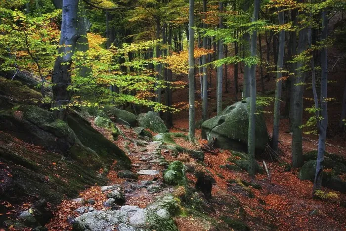 Framed Print : Path in the forest, picturesque autumn scenery in the mountains