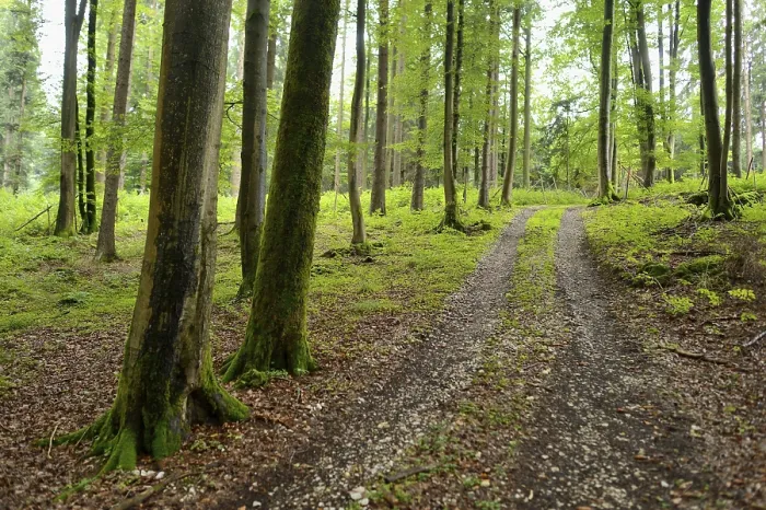 Framed Print : Path through a forest in spring with green trees and a natural