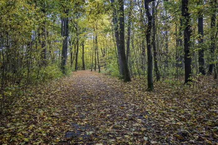 Framed Print : A path in the forest surrounded by tall trees that glow in warm colors in autumn Framed Print : A path in the forest surrounded by tall trees that glow in warm colors in autumn