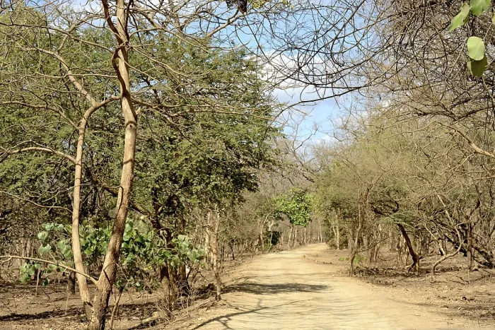 Framed Print : Path in gir national park, Gujarat, india, asia Framed Print : Path in gir national park, Gujarat, india, asia