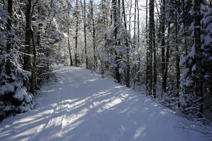 Framed Print : Path in a in winter forest