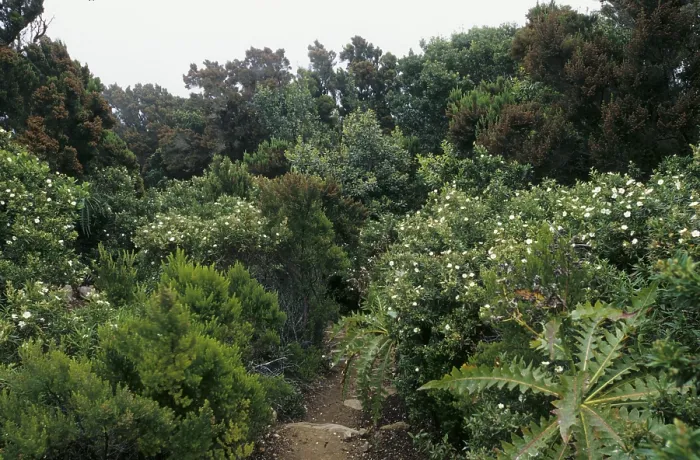Framed Print : Path through the laurel forest