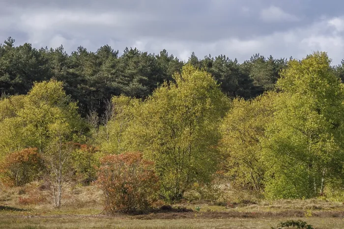 Framed Print : A path that leads through an autumnal landscape of fields and woods