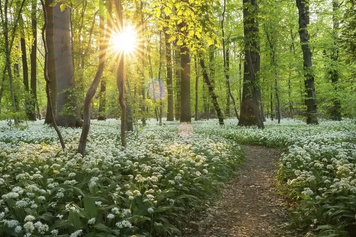 Framed Print : A path leads through a deciduous forest with white flowering ramson (Allium ursinum) in spring Framed Print : A path leads through a deciduous forest with white flowering ramson (Allium ursinum) in spring