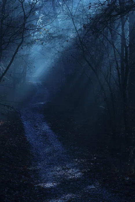 Framed Print : A path leads through a deep, shimmering blue night forest Framed Print : A path leads through a deep, shimmering blue night forest