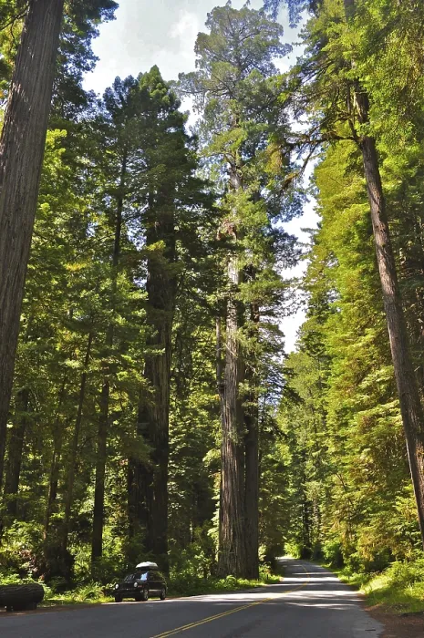 Framed Print : A path leads through a dense forest of tall redwood trees