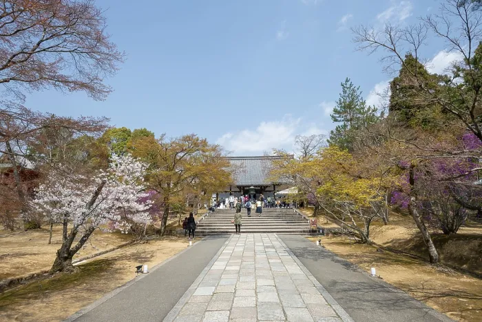 Framed Print : Path lined with blooming trees in spring