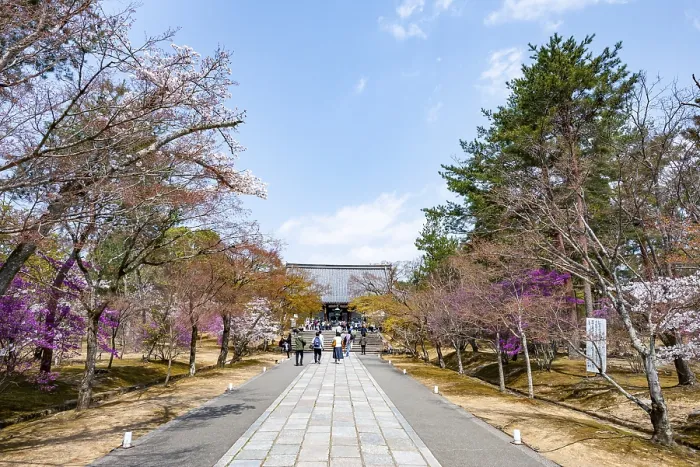 Framed Print : Path lined with blooming trees in spring Framed Print : Path lined with blooming trees in spring